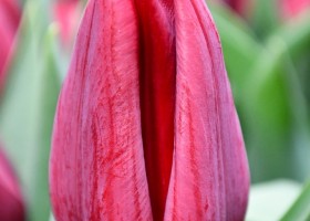 Tulipa Pallada (4)